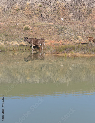 Cattle seen standing in water at dam
