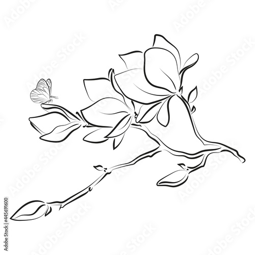 Elegant outline sketching of magnolia flowers, vector illustration