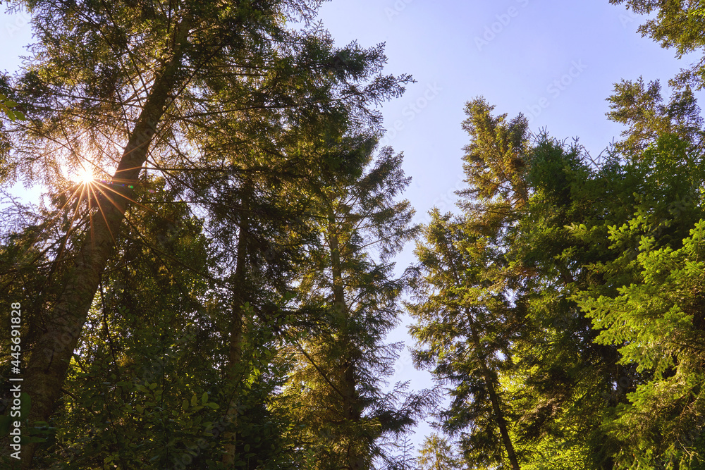 Beautiful old-growth primary forest in Carpathian mountains Beautiful old-growth primary forest in Carpathian mountains