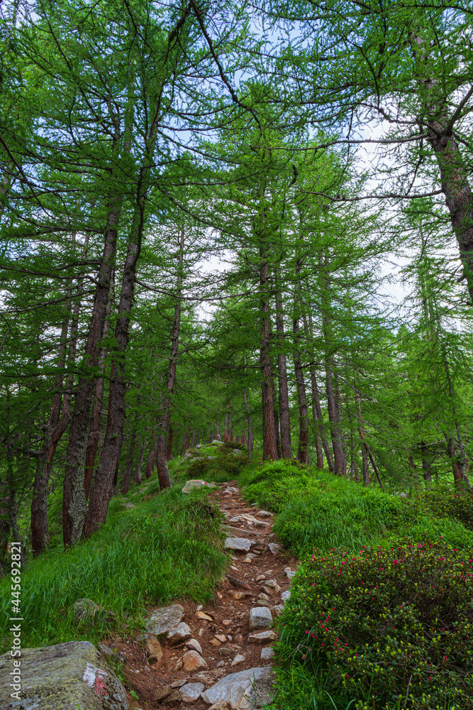 Fototapeta premium The woods, meadows, pastures and glaciers of Monte Rosa during a summer day, near the town of Macugnaga, Italy - July 2021.