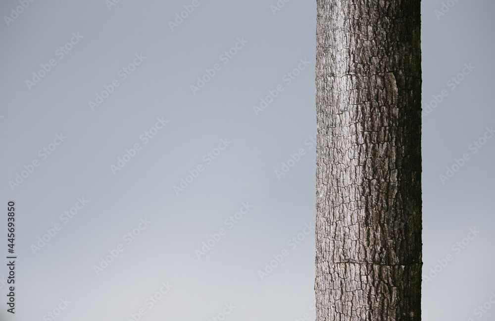 Fototapeta premium tree trunk with sky