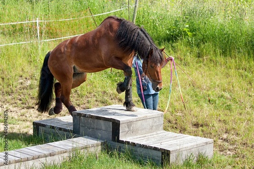 Extrem Trail, Pferde sollen in der Ruhe, selbständig lernen, Hindernisse zu bewältigen.