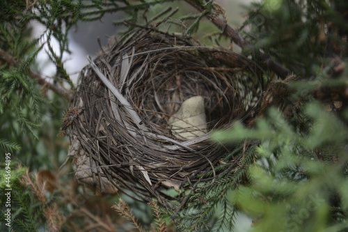 close up of an empty birds nest on a pine tree-khandala,lonavala