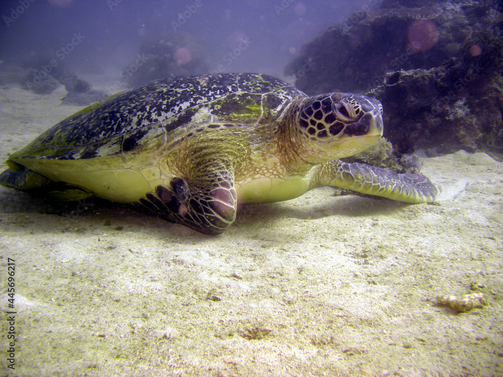 Obraz premium Sea Turtle in the filipino sea 2.2.2018