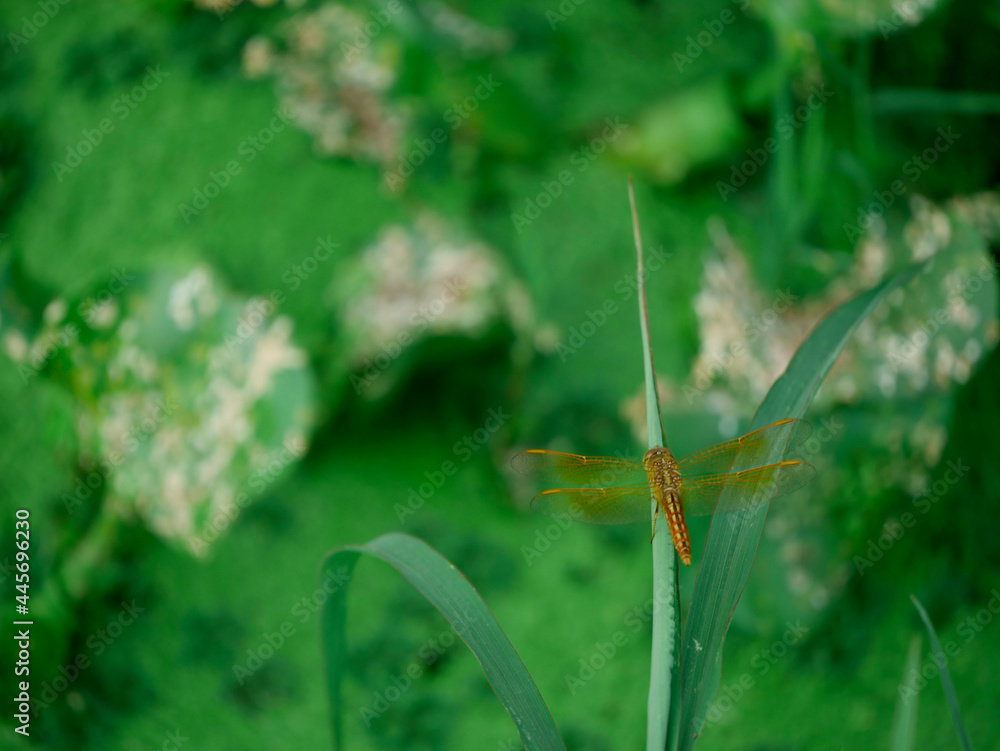 Dragonfly brown creature presenting isolated at green blur leaves background, wildlife concept image Dragonfly brown creature presenting isolated at green blur leaves background, wildlife concept image