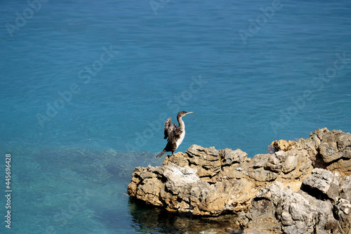 cormorant in Vale Skura bay near Veli losinj  Croatia