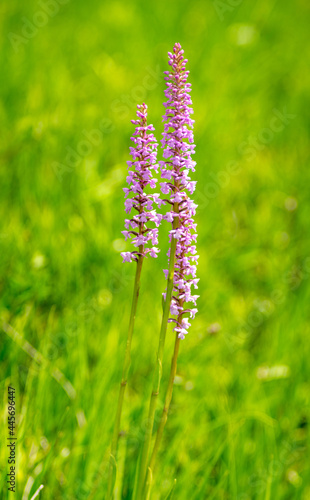 Flowers of Gymnadenia conopsea, fragrant orchida close up on a meadow