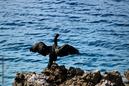 cormorant in Vale Skura bay near Veli losinj  Croatia