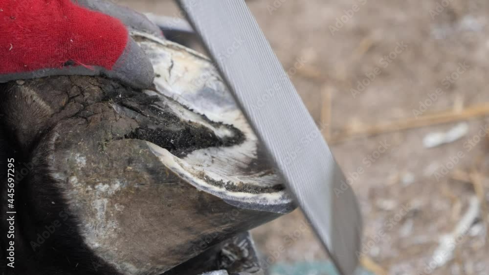 Natural hoof trimming, horse hoof restoration. Farrier trims, shapes a