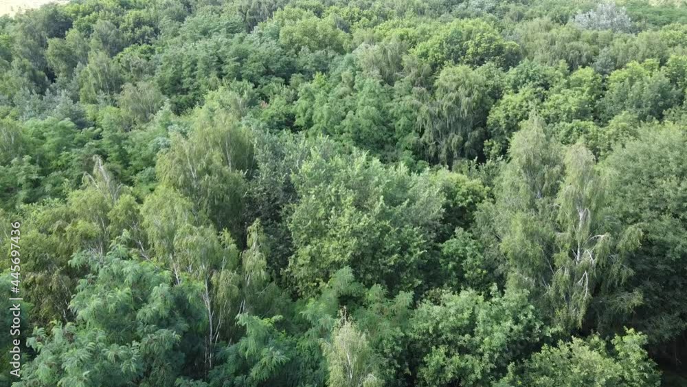 Fly over the treetops. Deciduous forest aerial view, nature.
Fly over the treetops. Deciduous forest aerial view, nature.