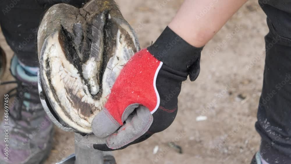 Natural hoof trimming, horse hoof restoration. Farrier trims, shapes a