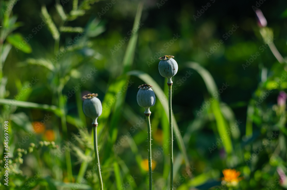 Field poppy. Papaver. Agriculture. Narcotic plant. Forbidden plant. Opium. Field poppy. Papaver. Agriculture. Narcotic plant. Forbidden plant. Opium.