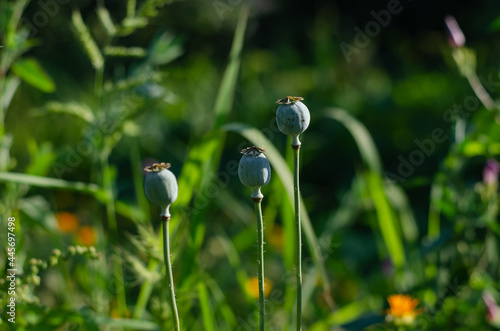 Field poppy. Papaver. Agriculture. Narcotic plant. Forbidden plant. Opium.