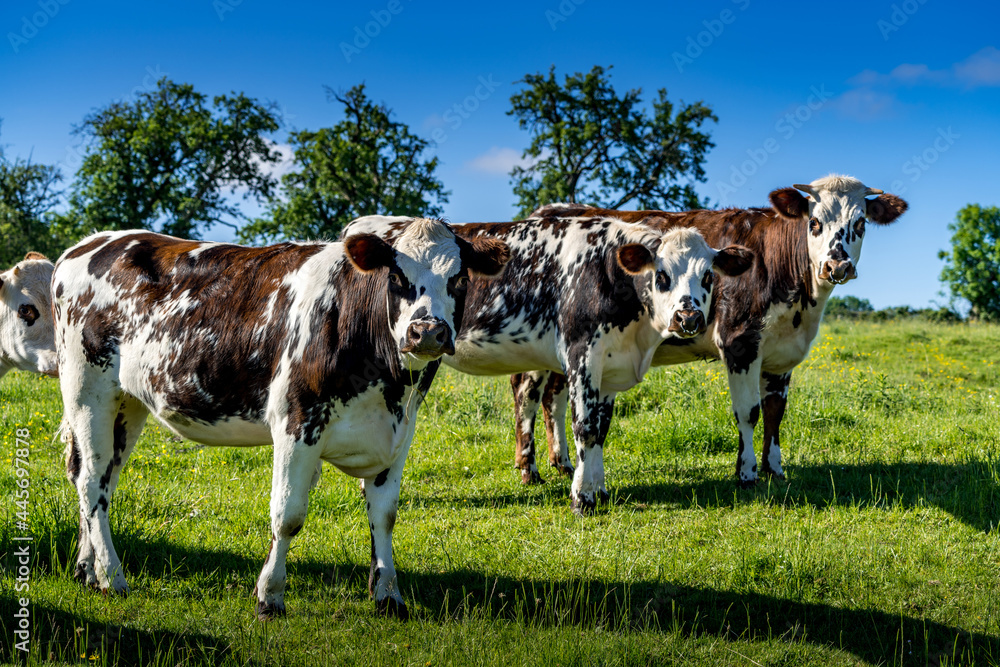 Animal ferme vache 563