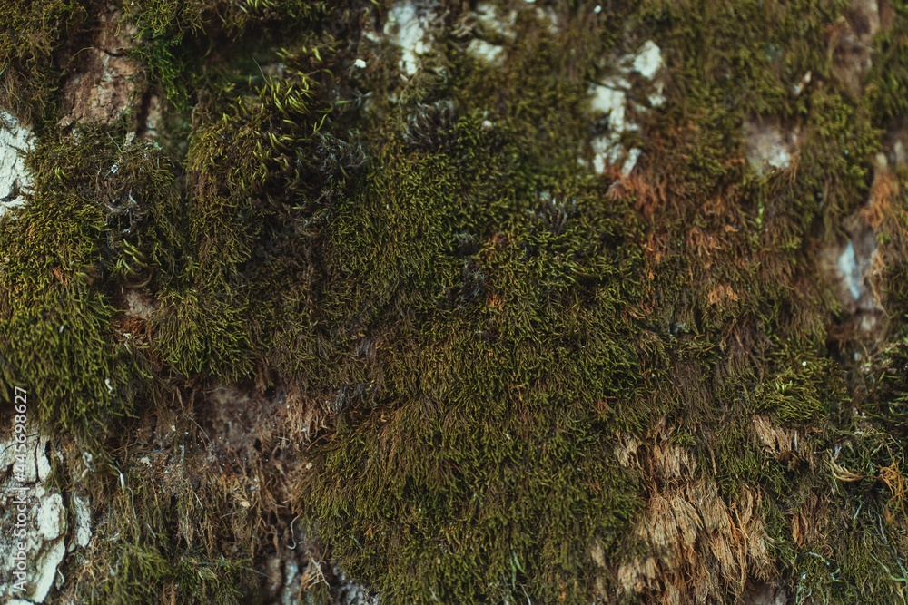 A large piece of moss growing on a tree in the forest on the south side A large piece of moss growing on a tree in the forest on the south side