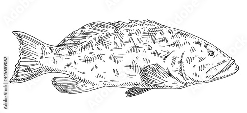 Bild auf Leinwand Whole fresh fish grouper on white