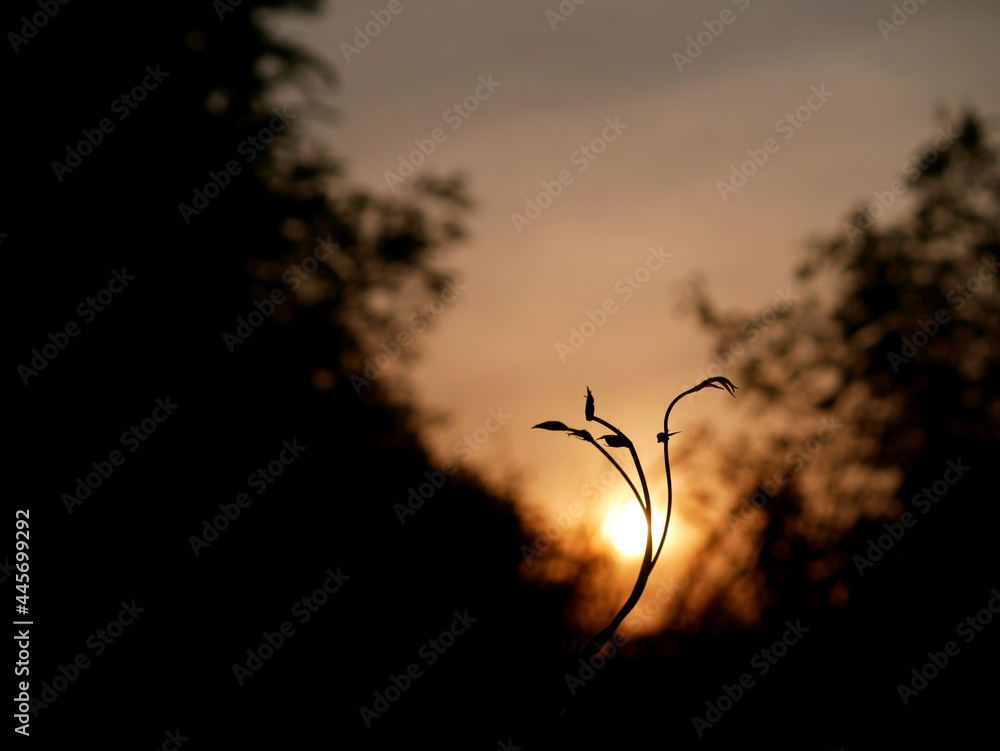 Obraz premium Foxy plant branches with sunset silhouette growing at sky background.