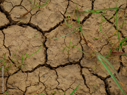 Agriculture land crack texture presented with some of green grass on frame