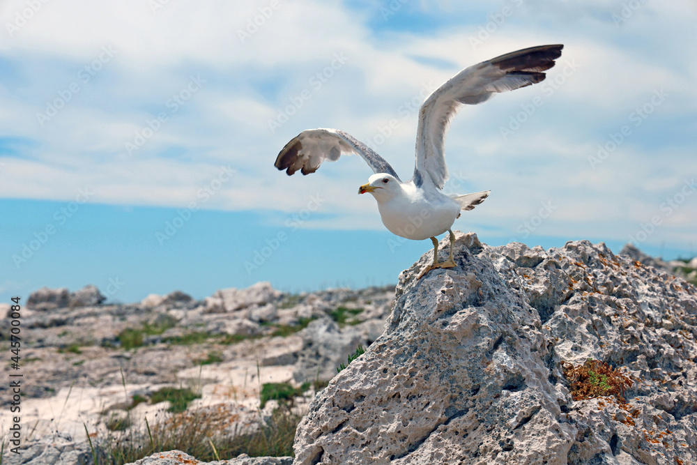 seagull with spreaded wings takes off on a stone coast in mediterrean seagull with spreaded wings takes off on a stone coast in mediterrean