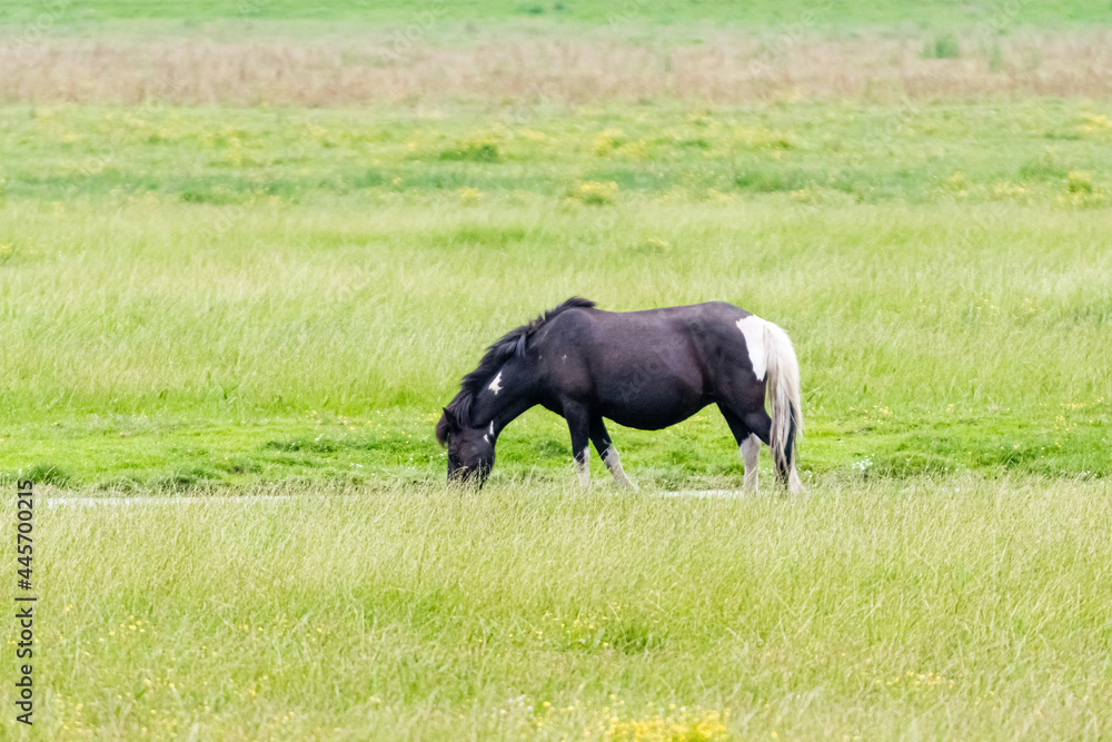 horse in the marshes of Sougeal, in Brittany horse in the marshes of Sougeal, in Brittany