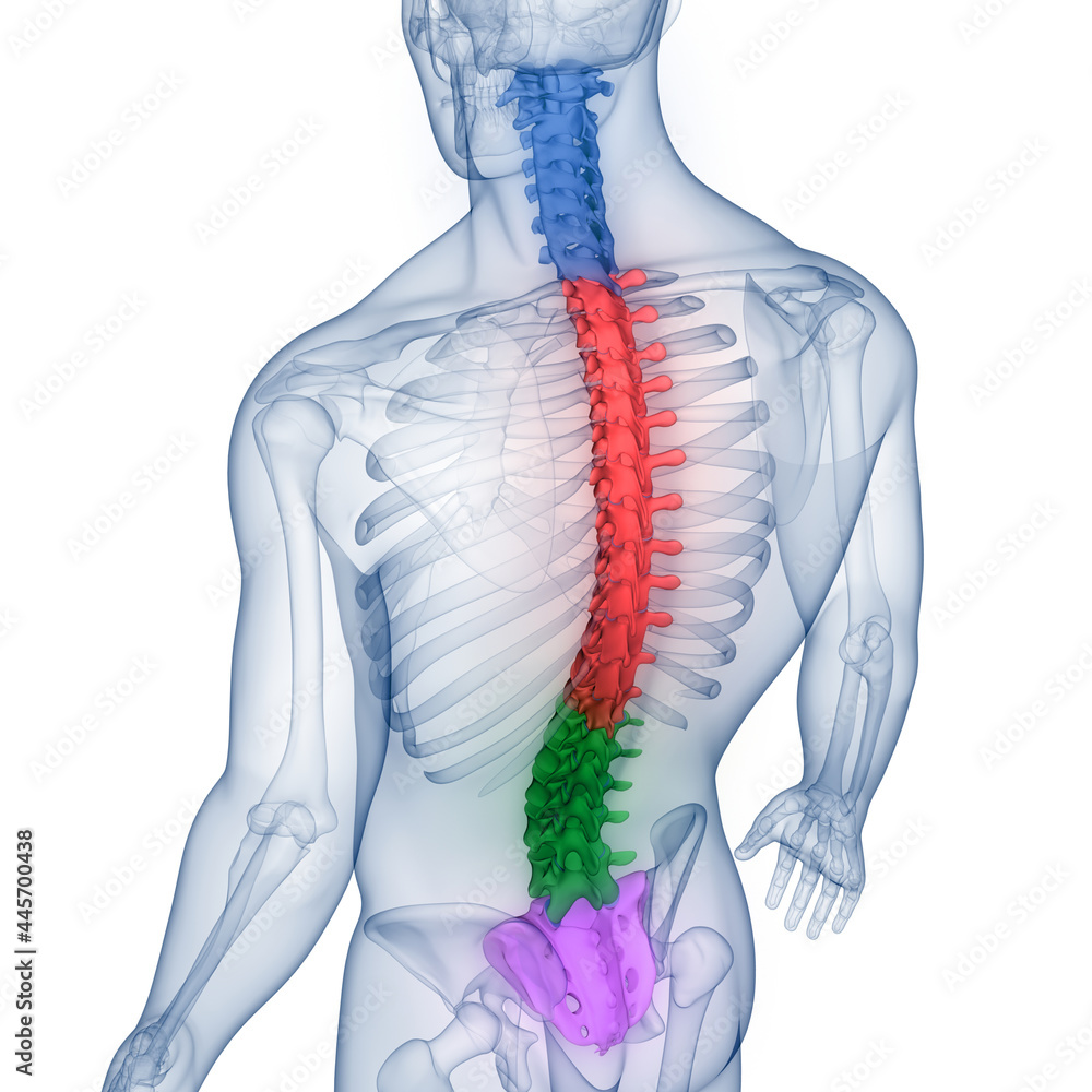 Spinal Cord Vertebral Column of Human Skeleton System Anatomy Stock ...