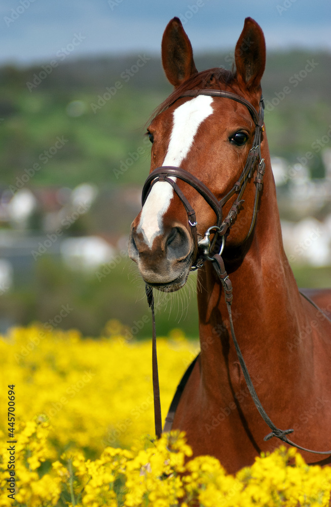 Fototapeta premium Warmblutstute im Rapsfeld