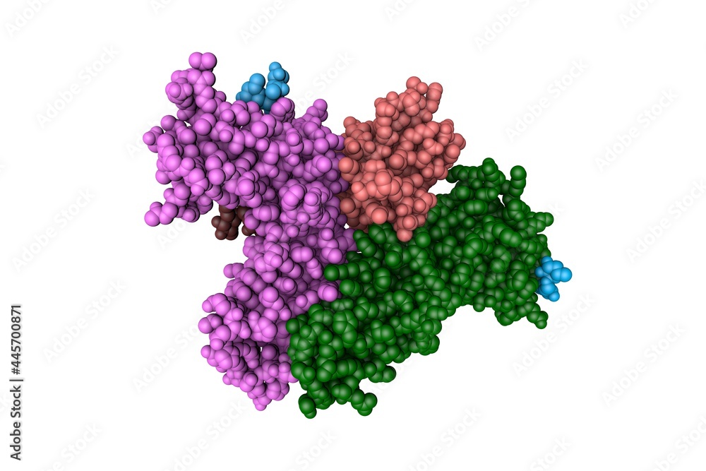 Space-filling molecular model of human interleukin-2 in complex with interleukin-2 receptor. Rendering with multi- colored protein chains based on protein data bank entry 5m5e. 3d illustration Space-filling molecular model of human interleukin-2 in complex with interleukin-2 receptor. Rendering with multi- colored protein chains based on protein data bank entry 5m5e. 3d illustration