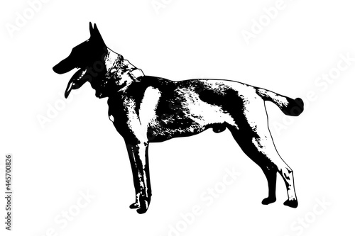Black and white full-length portrait of dog with tongue and tail sticking out on white. Adult male Belgian Shepherd or Malinois. Side view.