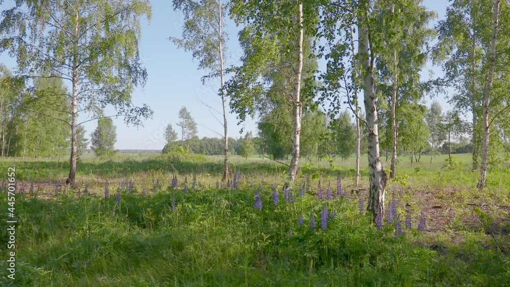 Summer landscape view. Lupin flowers growing in shadow of birch trees. 