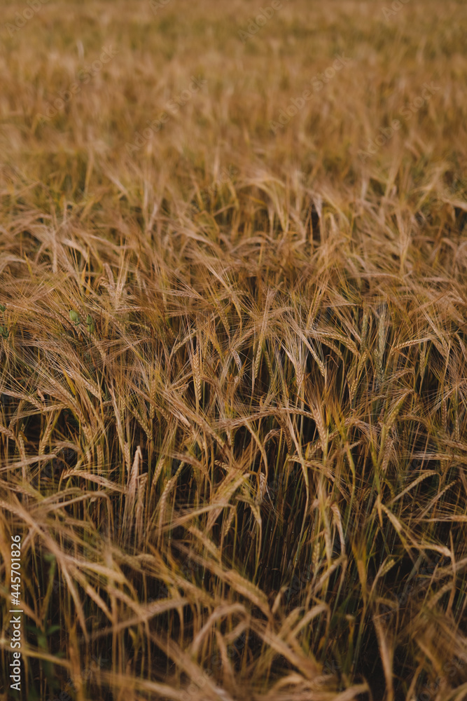 Fototapeta premium texture of golden wheat crops growing in the field