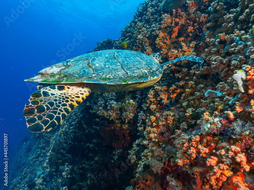 Hawksbill turtle eating corals (Nusa Lembongan, Bali, Indonesia)