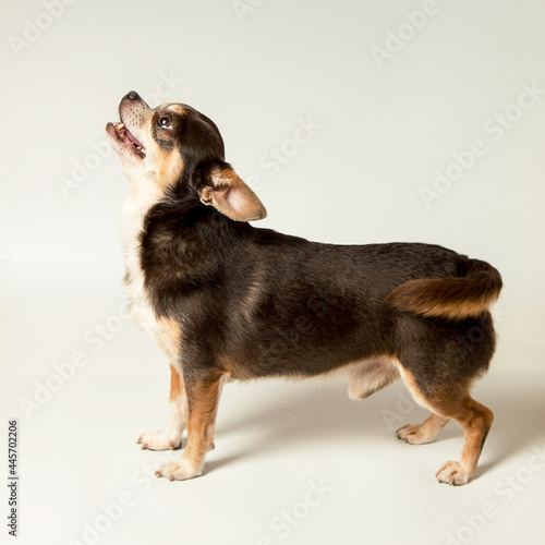 A small Chihuahua dog on a white background. Looks away, a blank to advertise a veterinary store. Copy space.