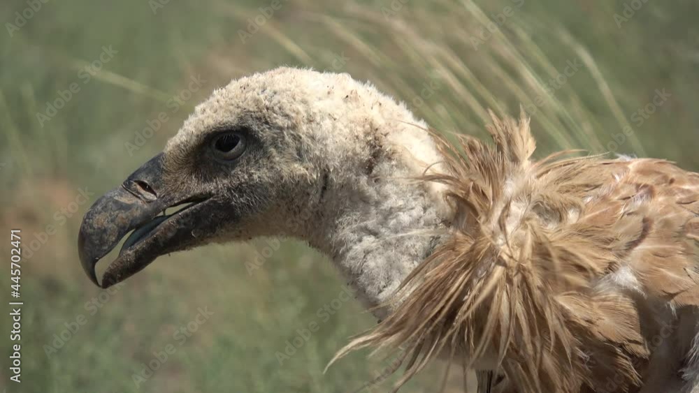 Kalmykia, nature reserve. Griffon vulture in the steppe. Kalmykia, nature reserve. Griffon vulture in the steppe.