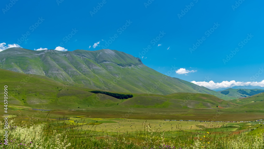 Fototapeta premium Blooming of lentil on Castelluccio di Norcia plain