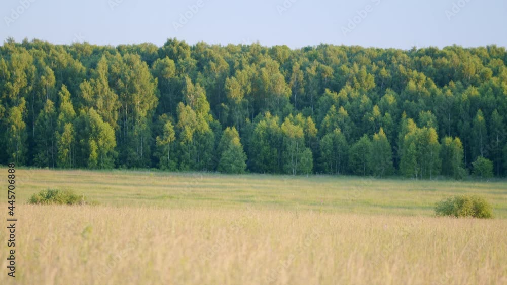 Awesome landscape of sky and forest. Nature and travel concept. Awesome landscape of sky and forest. Nature and travel concept.