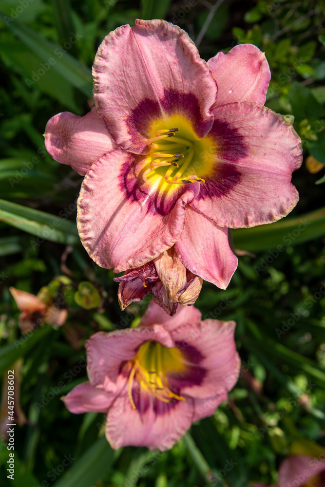 Closeup of pink and yellow day lilys in a natural green garden setting Closeup of pink and yellow day lilys in a natural green garden setting