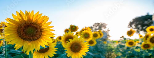 sunflowers banner against open sun