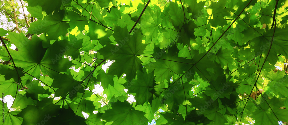 Fototapeta premium branches leaves summer maple green background tree fresh growth