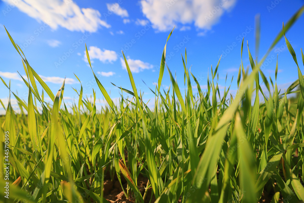 Obraz premium green grass fresh shoots wheat, green grass field summer background