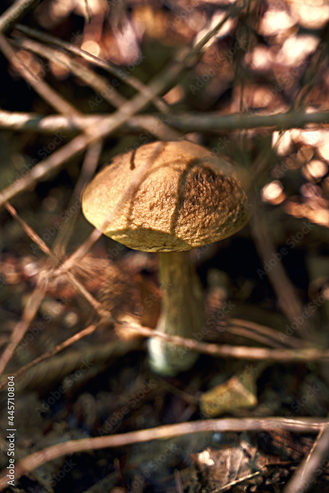 Birch bolete mushroom or leccinum scabrum growing in a sunny forest