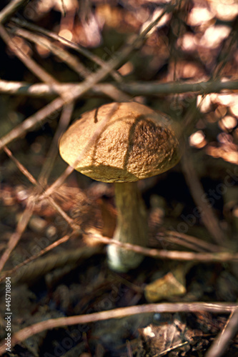 Obraz na płótnie Birch bolete mushroom or leccinum scabrum growing in a sunny forest w salonie