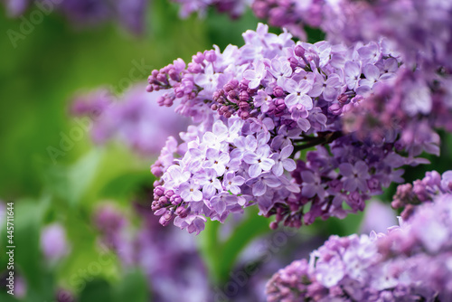 Spring lilac flowers © Roxana