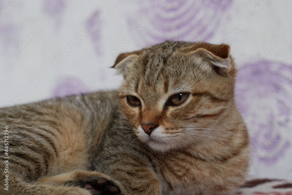 Cute cat lying on the bed grey coloring book Cute cat lying on the bed grey coloring book