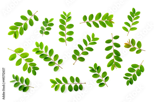 Collection of fresh green twigs isolated on white background, top view photo