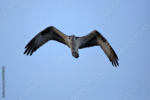 Osprey in flight on blue sky near dusk, looking down.