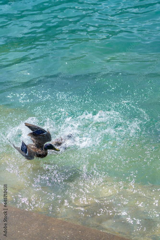 Fototapeta premium Ducks in conflict