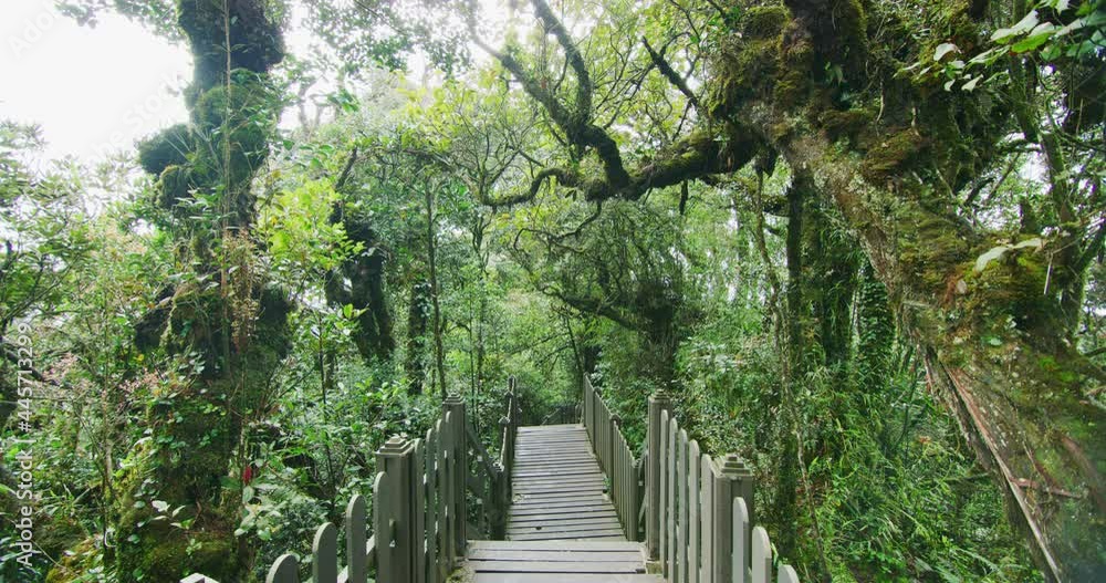 A Mossy Forest in Cameron Highlands, Malaysia A Mossy Forest in Cameron Highlands, Malaysia