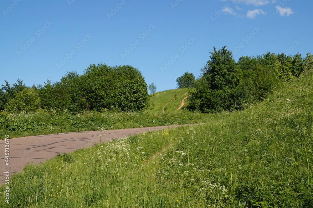 Fototapeta premium road in the forest