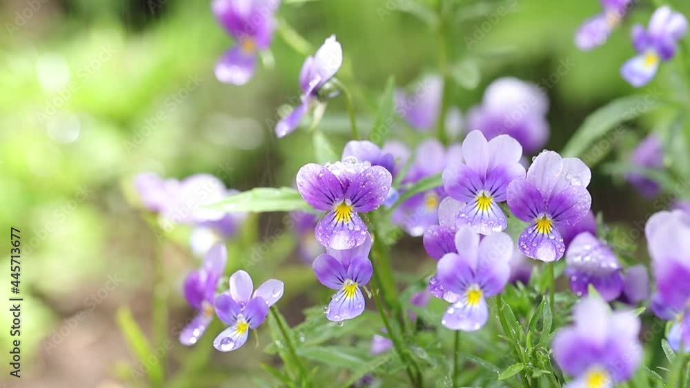Violet flowers with water drops on petals. Spraying purple flowers with water in the garden close-up. Violet flowers with water drops on petals. Spraying purple flowers with water in the garden close-up.
