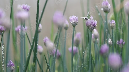 A white butterfly dries its wings on a blooming green onion with purple inflorescences after the rain. Blooming lettuce tubular onion in a garden bed in drops of water.